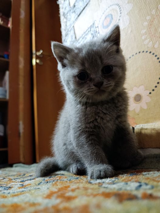 Британка девочка