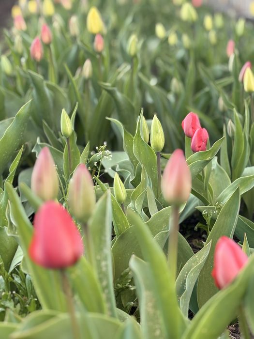 Продам тюльпаны