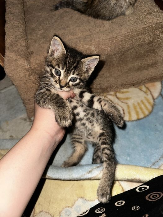 Кошки бесплатно