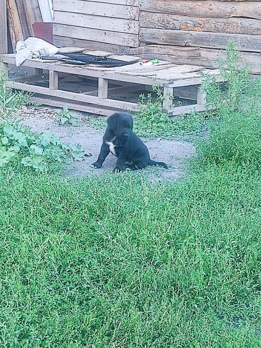 Щенки лабрадора ретривера