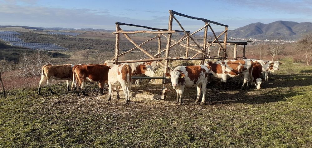 Vaci, juninci, Tăurași