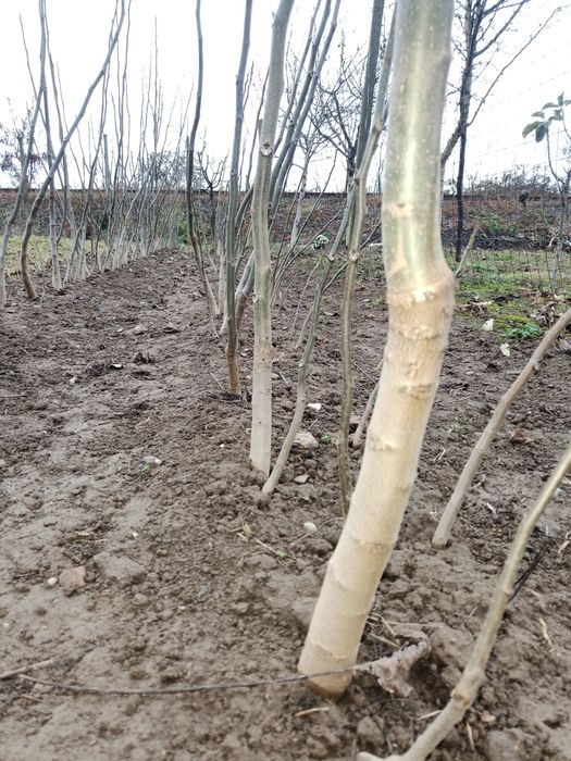 Puieți de Nuc între 150-180cm