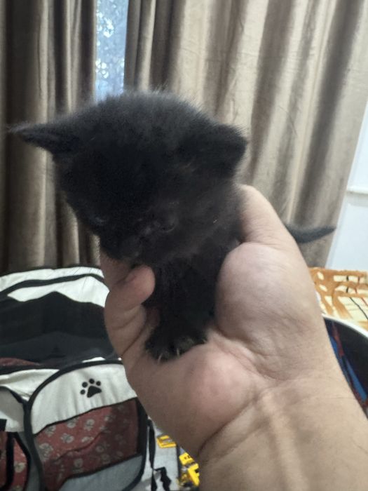 Отдам котят вислоухих даром