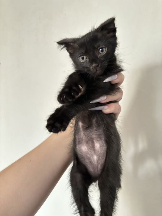 Отдам котят в добрые руки