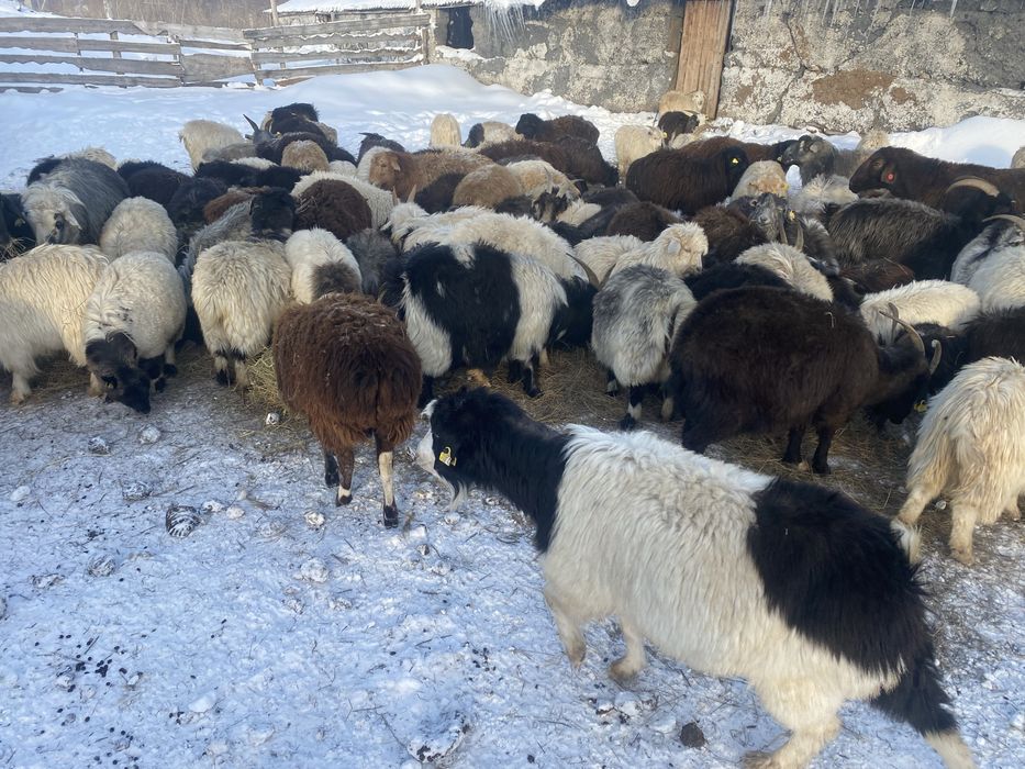 Ешки, лактар сатылады