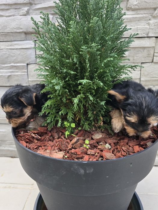 Мини йоркширски териер