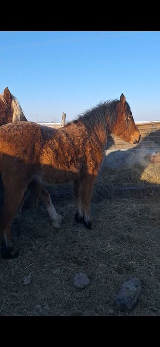 Продам кобылок полутяжи.