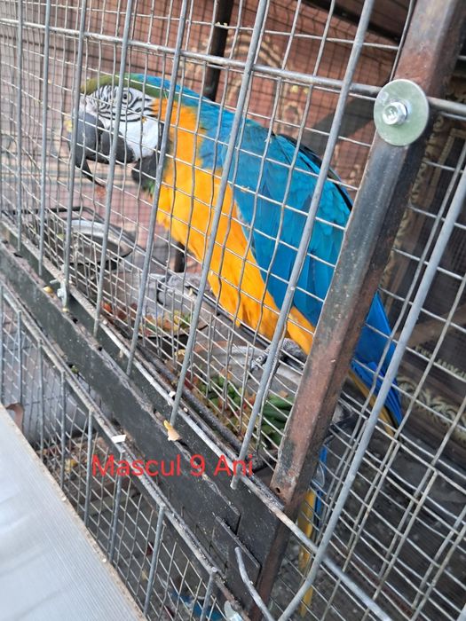 Pereche Ara Mascul și Femelă adultii