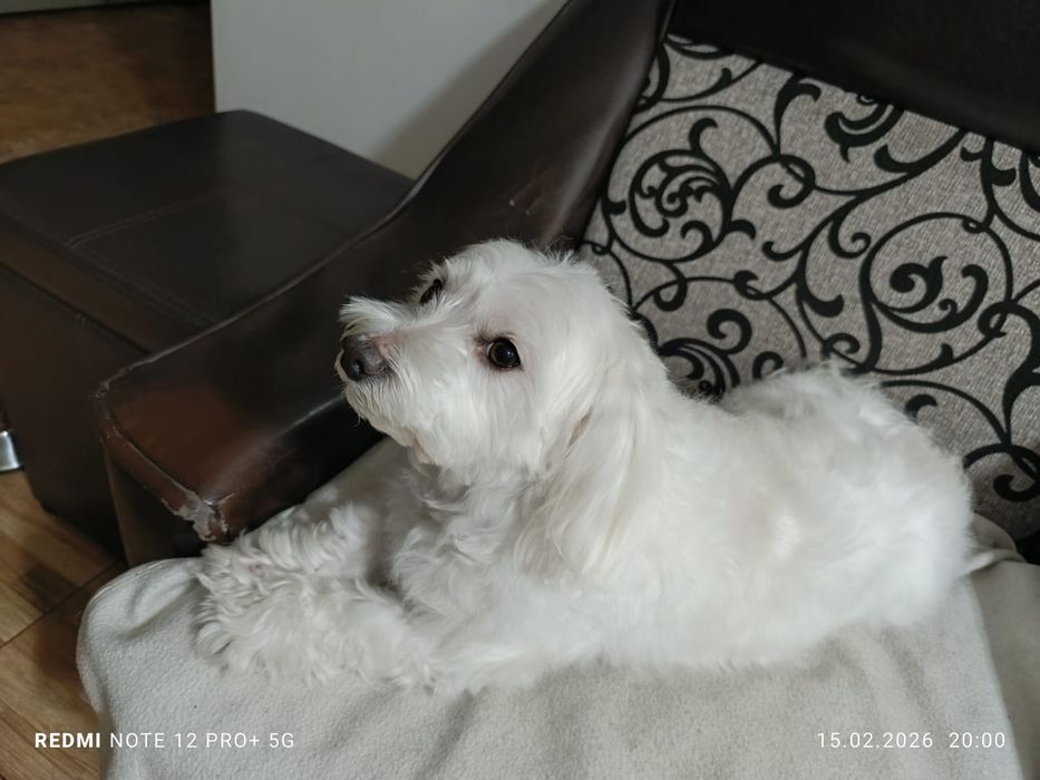 Ofer spre adopție-Bichon Maltez