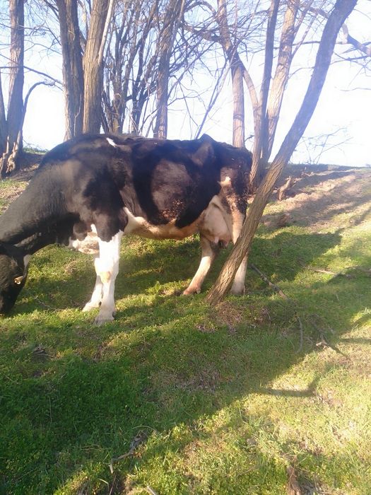 Vaca de vânzare  de rasa