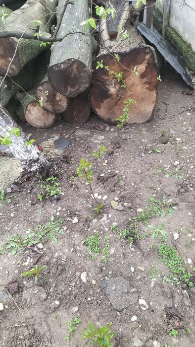 Lemn de nuc de vanzare