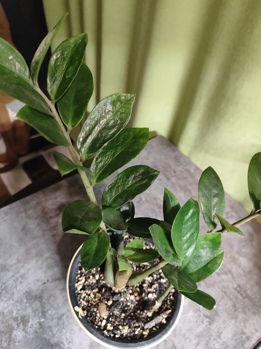 Замиокулькас (или «долларовое дерево»)