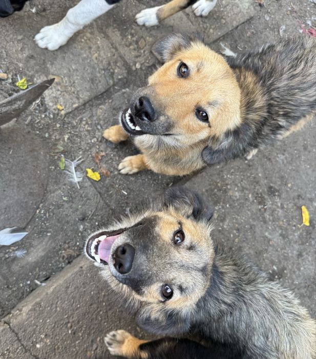 Подарявам кученца - Спешно търсят дом