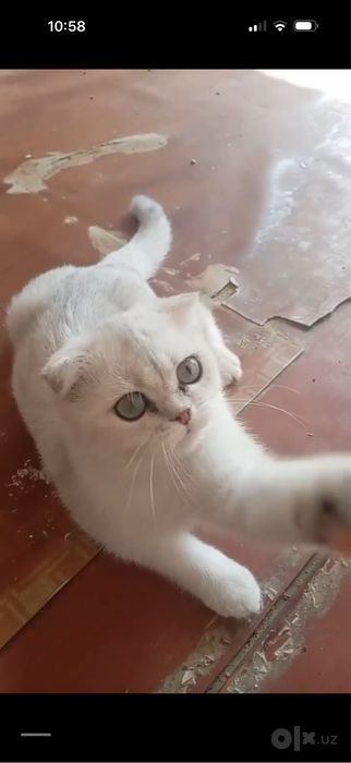 Mushukcha srocni sotiladi toza zotli