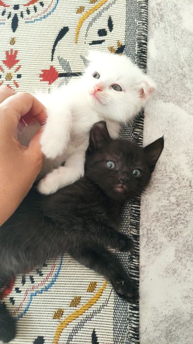 Котят в добрые руки