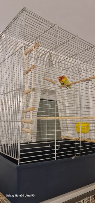 Papagali agapornis 250 lei perechea.