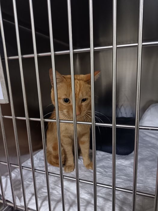 Котик Маркиз в добрые руки