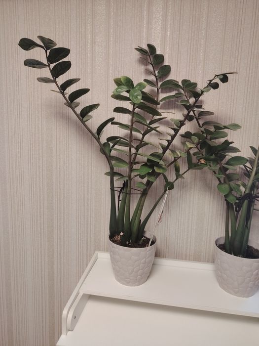 Продается Денежный цветок