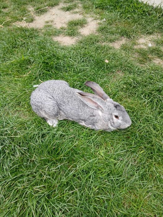 Vând mascul uriaș german