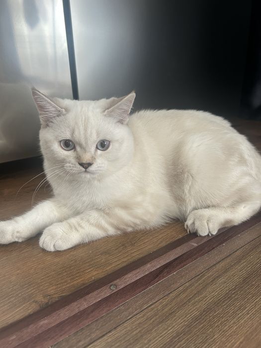 Котенок породистый