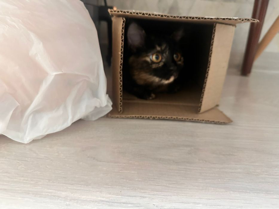 Отдам котенка в добрые руки