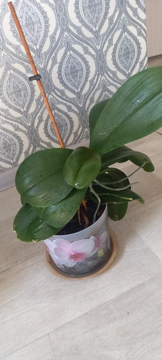 Продам цветы комнптные