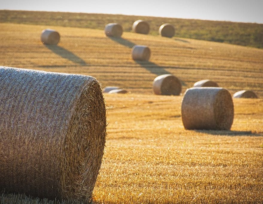 Baloți lucernă și baloți paie