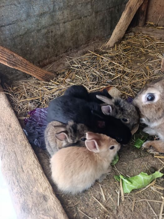 Quyon bollari sotiladi