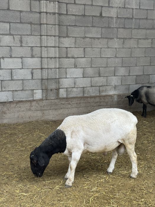 Дорперы кошкары чистые