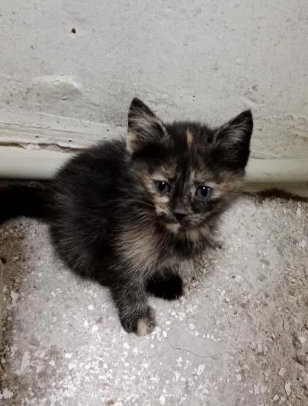 Котята красивые в д