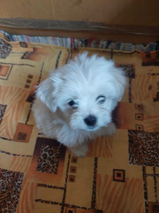 Bichon Havanez(băiat)