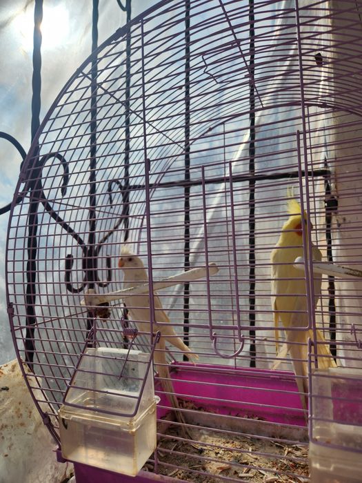 Carella dubay va limon