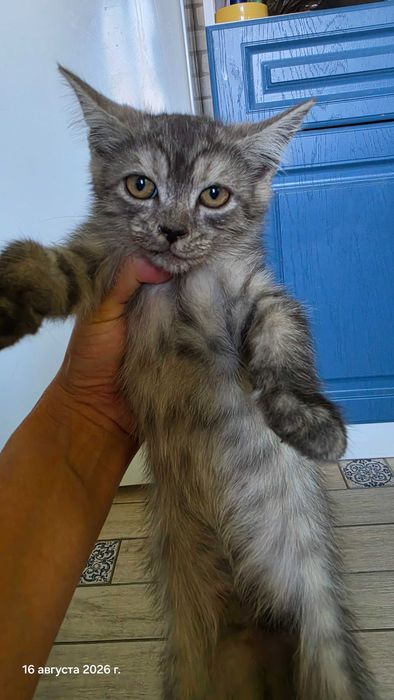 Милые котята 2 месяца
