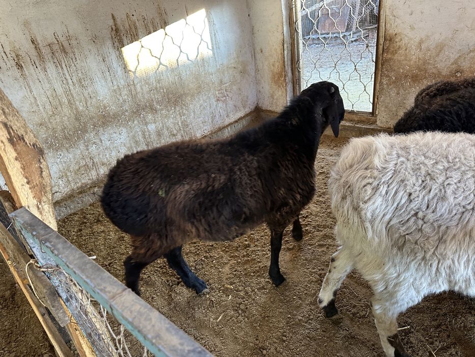 Семіз тоқты қошқарлар