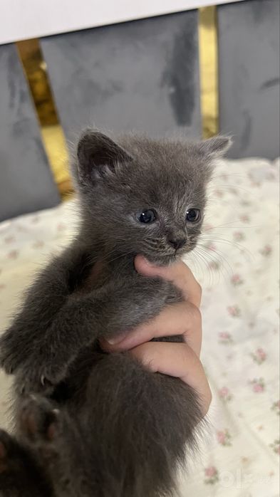 Котенок продается