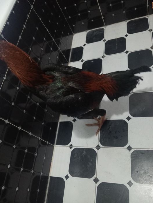 Dakan xo'roz sotiladi