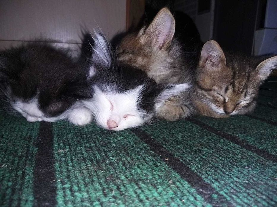 Крысоловы ищут дом