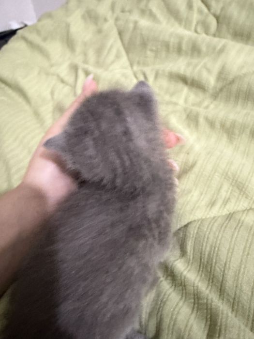 Котята на продажу