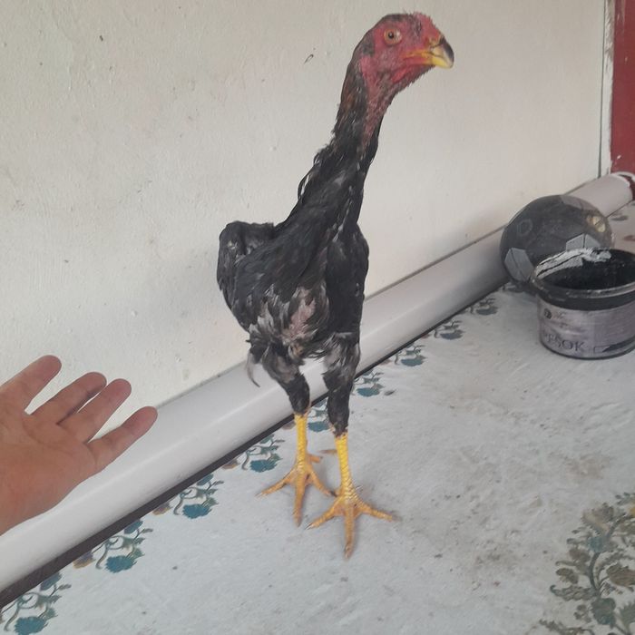 Продам цыплят бойцовский петушки