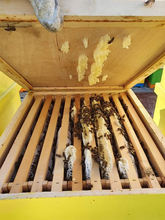 Miere de albine salcâm