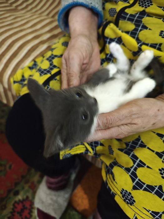 Продаётся котята