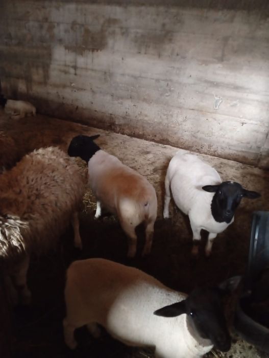 berbecuți  si mielute dorper