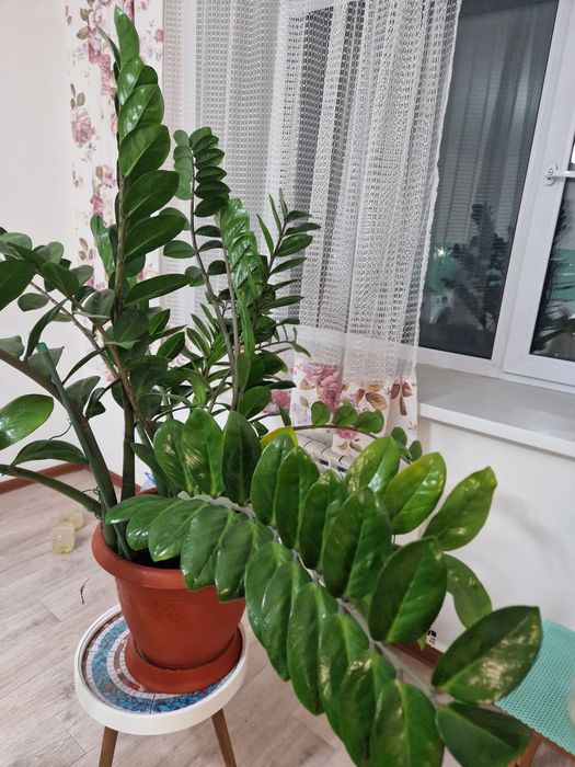 Замиакулькас (доллоровое дерево)