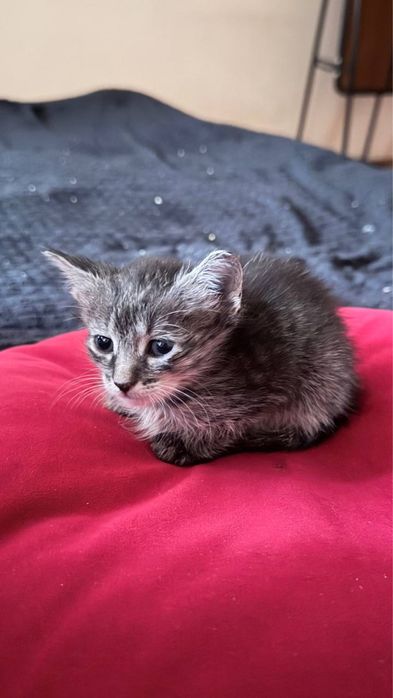 Котята, мальчик и девочка (6 недель)