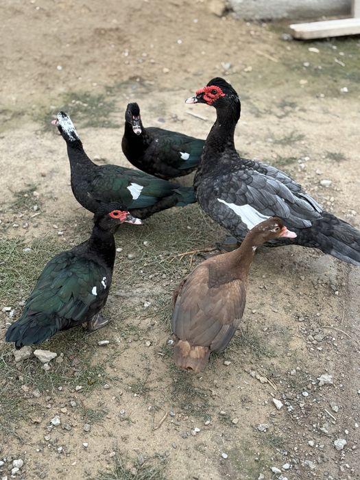 Индоутки мускусные утки