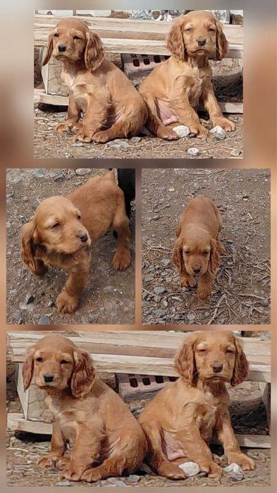 Собаки, щенята, спаниель