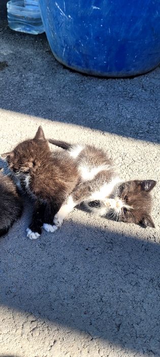 Котята  бесплатно