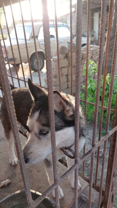 Хаски чисто кровный