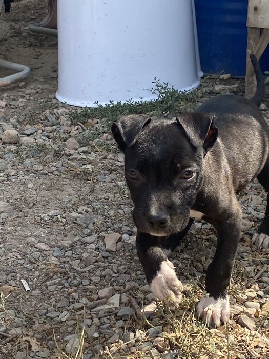 Пидбуль сатам талгарда тур