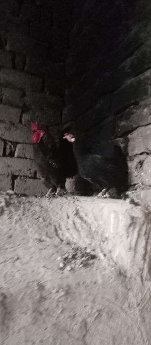 Yaponkalar parasi toza qon srochna sotiladi